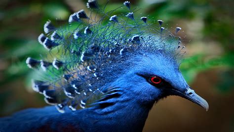 Crowned Pigeon – Capron Park Zoo