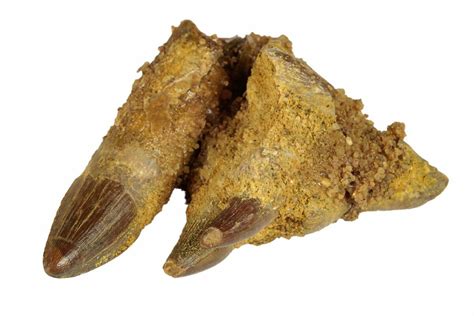 1.3" Fossil Crocodylomorph Jaw Section - Morocco (#248917) For Sale ...