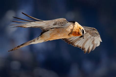 Bearded Vulture Facts - CRITTERFACTS