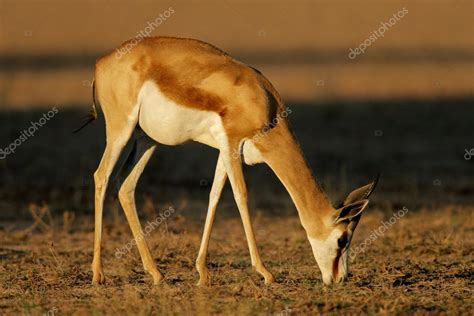 Grazing springbok antelope — Stock Photo © EcoPic #1867739