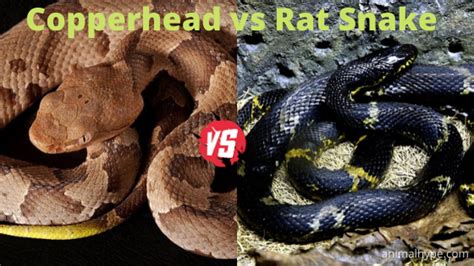 Copperhead vs Rat Snake - What is the difference? - Animal Hype