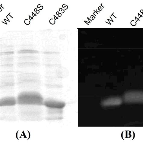 Structural comparison of stercobilin (a) and urobilinogen... | Download ...