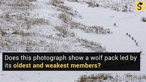 Fact Check: Wolf Pack Behavior | Fact Check: Wolf Pack Behavior Full ...