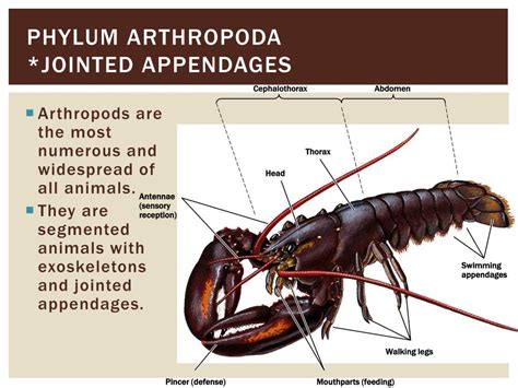 PPT - Kingdom animalia Invertebrates PowerPoint Presentation, free download - ID:1924395