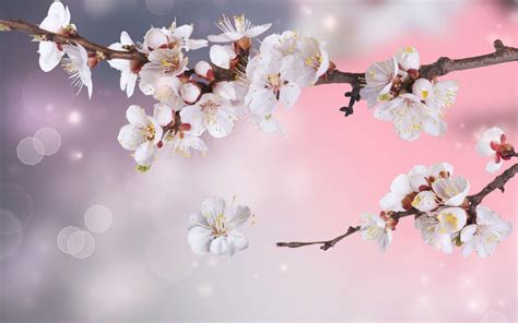 White Cherry Blossom Wallpapers - Top Free White Cherry Blossom Backgrounds - WallpaperAccess