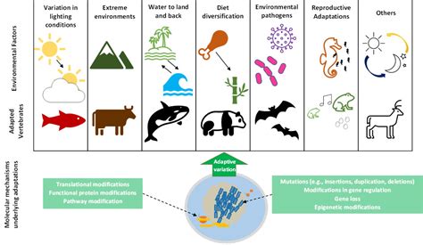 Genes | Free Full-Text | Molecular Mechanisms Underlying Vertebrate ...