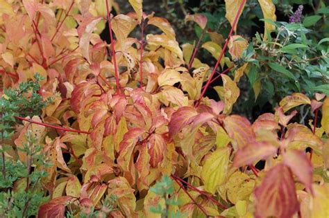 Cornus sanguinea 'Anny's Winter Orange'