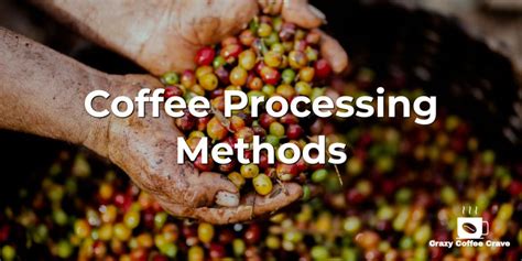 Different Coffee Processing Methods You Should Know About | Crazy ...