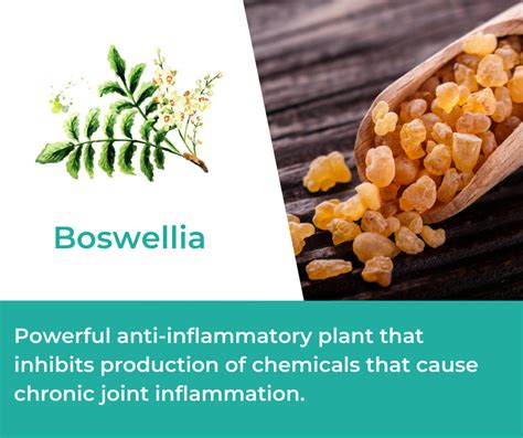 How Boswellia is Used in Mountain Ice Joint & Bone Health Complex ...