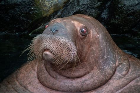 Walrus, Seal Species, Predator, Zoo Free Stock Photo - Public Domain ...