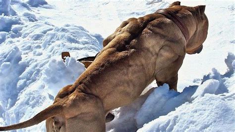 Strongest Dog In The World | 1001doggy.com