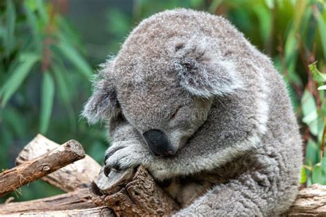 A Koala Bear Sleeping in a Tree Branch Stock Image - Image of nature, brisbane: 177874531