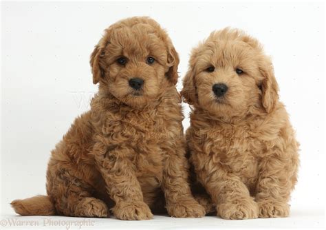 Dogs: Cute F1b Goldendoodle puppies photo WP37273