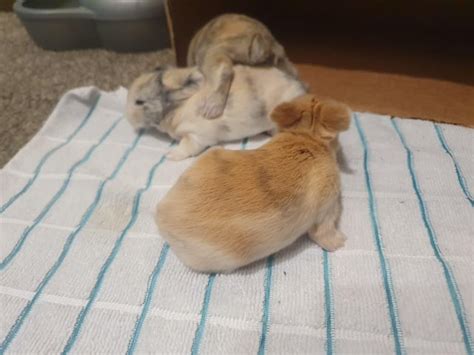 My 12 day old fraternal triplets and Mama. : r/Bunnies