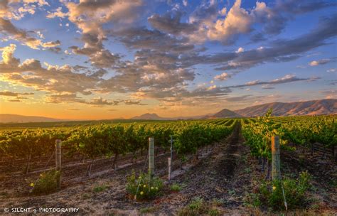 Edna Valley Winery | San luis obispo california, San luis obispo county ...