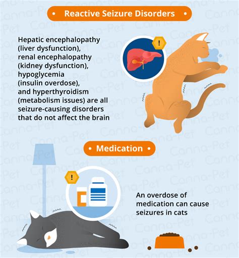 What Causes Seizures in Older Cats? | Canna-Pet®