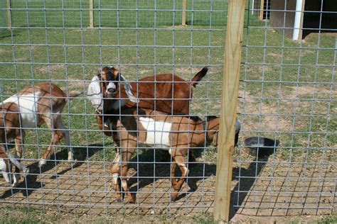 Brooding On: It's Goat Breeding Season!