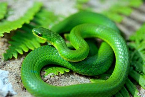 Smooth Green Snake | Green snake, Snake, Snake facts