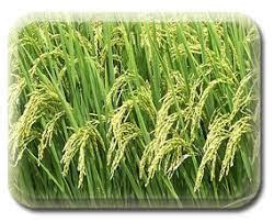 Methods of Harvesting and Processing of Field Crops - Agric4Profits