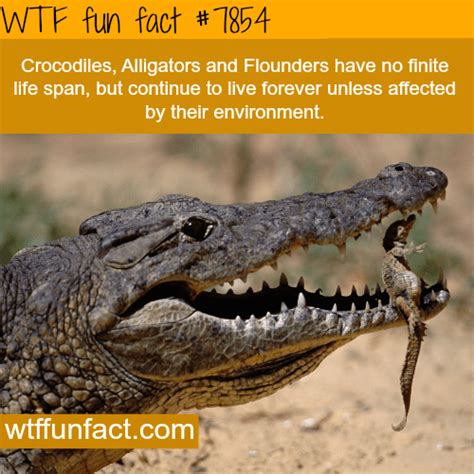 WTF Facts - Page 351 of 1604 - Funny, interesting, and weird facts