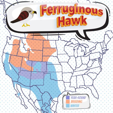 Ferruginous Hawk - Bird Watching Academy