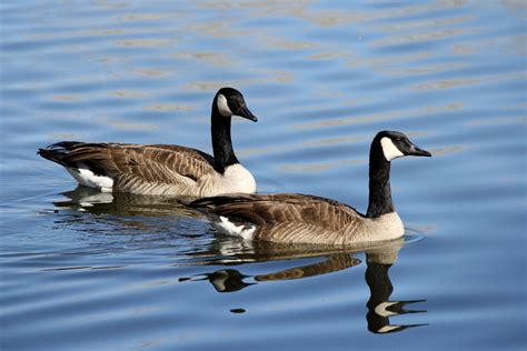 Citizens defend Cosby Lake geese to Clay Council – The Trussville Tribune