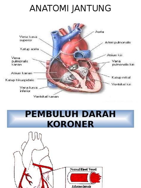 Sistem Peredaran Darah Jantung Anatomi Gambar Png | Porn Sex Picture