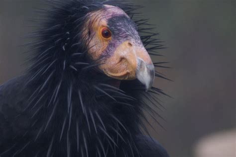 California Condor | The Life of Animals