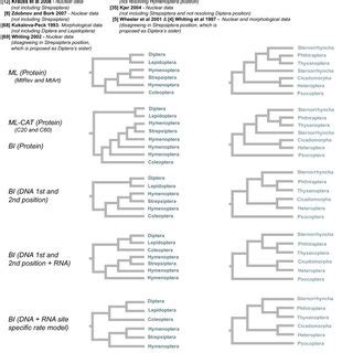 Holometabola phylogenies. Holometabola phylogeny using A) ML-AA (2731... | Download Scientific ...