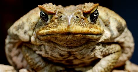 The Poisonous Cane Toads Taking Over a Florida Suburb - The Atlantic