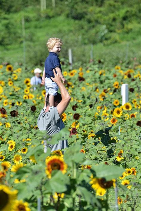 Lyman Orchards' Sunflower Maze Tickets in Middlefield, CT, United States