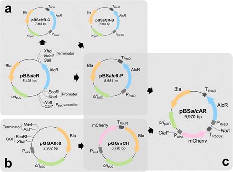 Schematic diagram of plasmid construction. a Plasmids related to ...