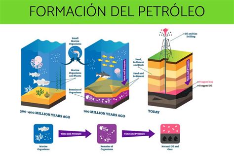 Viaje al origen de los combustibles fósiles: la fauna del Carbonífero y ...