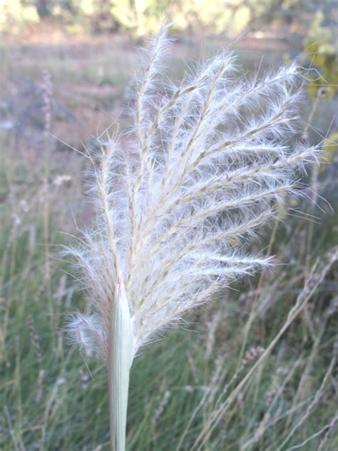 Bluestems : Andropogon