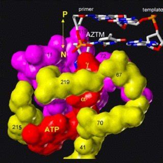 Nucleoside inhibitors (NRTIs) of HIV-1 RT: Chemical structures of ...