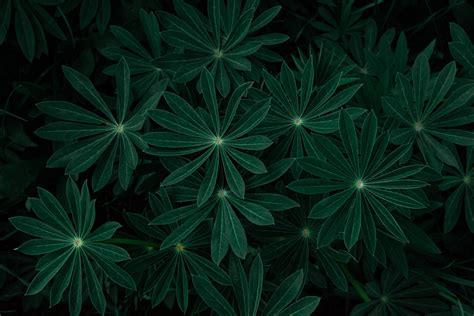 Free Dark Green Wallpaper Downloads, [200+] Dark Green Wallpapers for ...