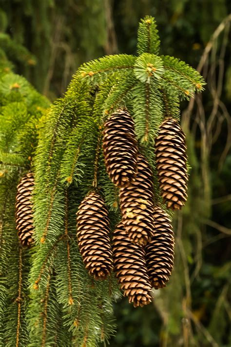 Sugar-Pine Cones (Pinus lambertiana) | Sugar pine cones, Pine cones, Trees to plant