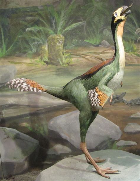 Art illustration - Dinosaurs - Caudipteryx: ("plumed tail") is a genus of theropod dinosaurs ...