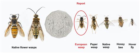 Paper Wasp Queen Identification