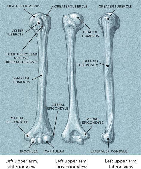 Bony Landmarks Of The Humerus