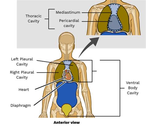 Pericardial Cavity - Labster