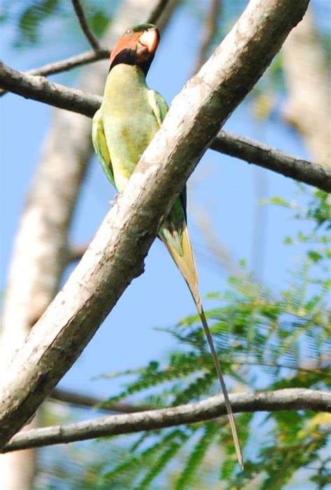 Long-tailed Parakeet (Birds of Singapore) · NaturaLista Mexico