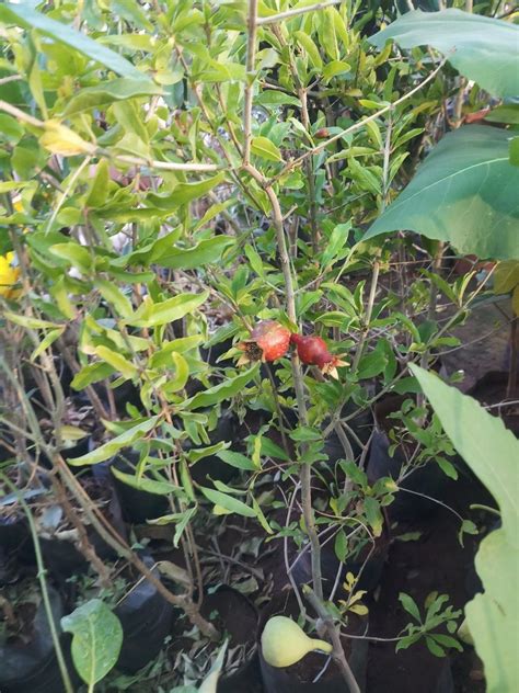 Pomegranate Plant , at Rs 6/piece | Bari bazar | Varanasi | ID: 22108524430