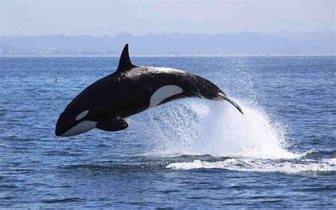 Killer Whale (Orca) Facts
