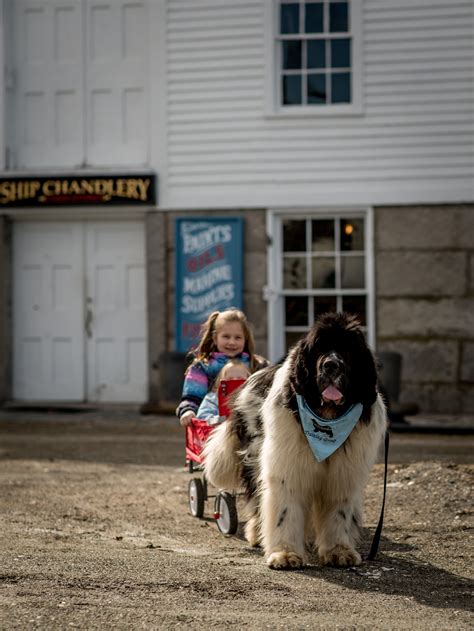 Newfoundland Dog Training - Mystic Seaport Museum