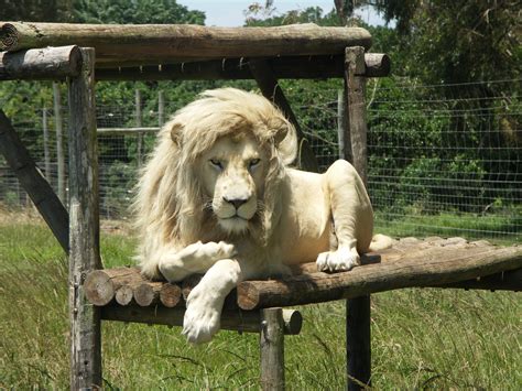 File:White Lion-001.jpg - Wikimedia Commons