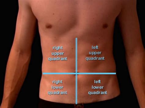 anatomie ventre - DrBeckmann