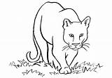 Cougar Coloring Pages  Free Printable For Kids sketch template