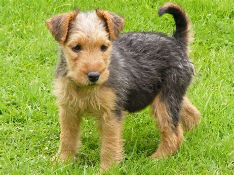 Lakeland Terrier Info, Temperament, Training, Puppies, Pictures