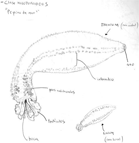 Anatomy of Sea Cucumber (Holothuroidea) by GoraTxapela on DeviantArt